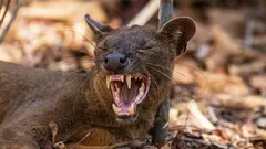 Né gatto né cane: che animale è e come ha conquistato il Madagascar?