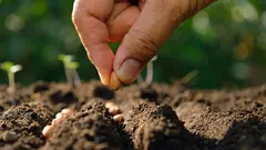 Cosa seminare a febbraio: gli esperti hanno indicato 6 tipi di semi di fiori e verdure