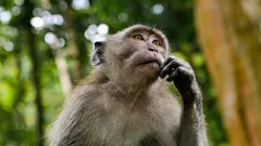 In che modo l'intelligenza artificiale distrugge il pensiero umano? L'interessante risposta degli scienziati