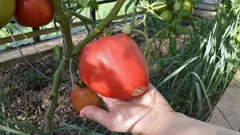 Come raddoppiare senza sforzo le dimensioni dei pomodori: un microelemento fa miracoli sulle piantine