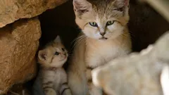 Abbaia come un cane e vive da solo nel deserto: il gatto più misterioso della Terra