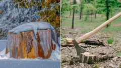 Perché non si possono lasciare i ceppi nel terreno: 4 modi per eliminarli facilmente