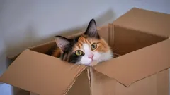 Perché i gatti amano così tanto le scatole? Segreti che solo gli amanti dei gatti conoscono
