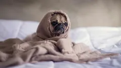 Anche gli animali domestici possono soffrire di «tristezza invernale»: come intrattenerli e intrattenerti