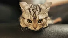 Sarà difficile rimediare: l'errore fatale nell'educazione che trasforma il gattino in un selvatico