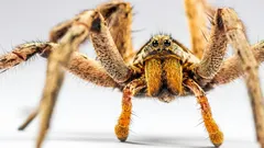 Quanti ragni vivono davvero in casa tua?