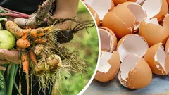 I tesori della cucina fanno miracoli nell'orto: come i normali scarti salvano il raccolto