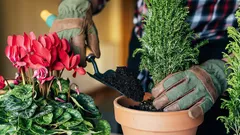 5 piante da appartamento che fioriscono anche senza annaffiare: una selezione per pigri