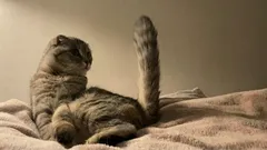 Zoologia: 6 cose incredibilmente adorabili che i gatti mostrano al padrone con la coda