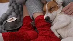 Perché il cane ama sedersi sulla gamba del padrone: la risposta non è così semplice come sembra