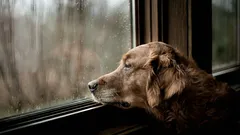 Come fa un cane a sapere che tornerete presto: 4 segnali che noterà prima di voi