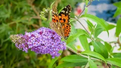 Pianta questo arbusto a febbraio e in primavera sarà il primo richiamo per api e farfalle