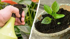 Perché i giardinieri esperti spruzzano il latte sulle piantine: ecco a cosa serve