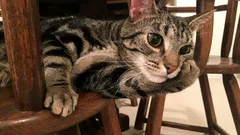 A cosa pensano davvero i gatti: uno zoologo ha svelato il piano giornaliero di ogni micio baffuto